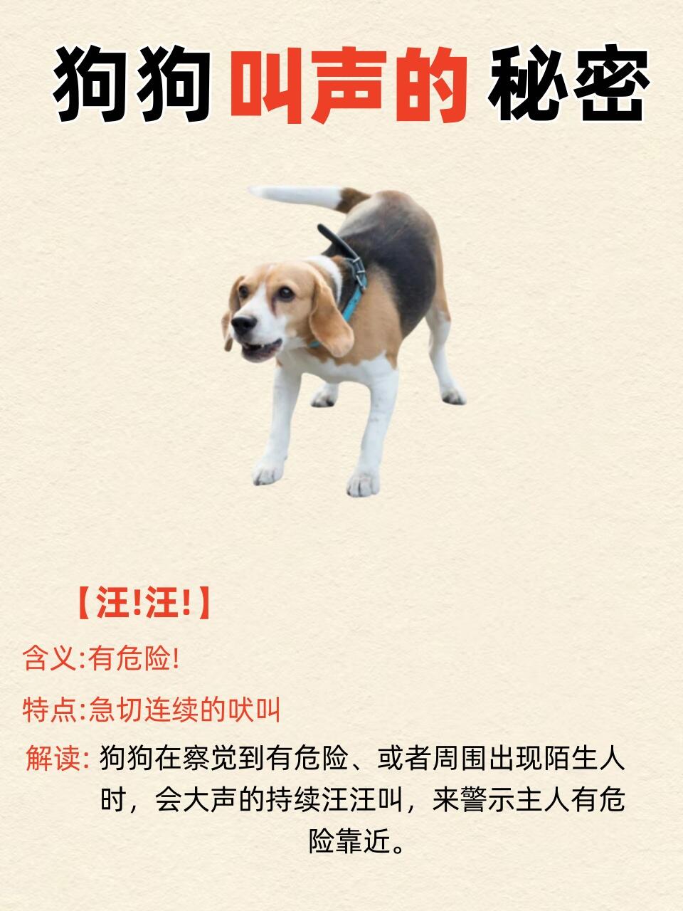最新狗叫术,最新狗叫术，狗缘与日常趣事