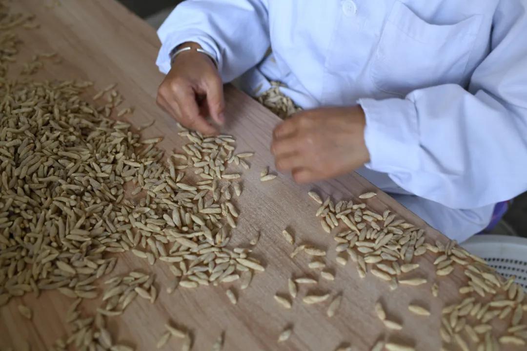 最新川麦冬，药用价值与应用前景展望