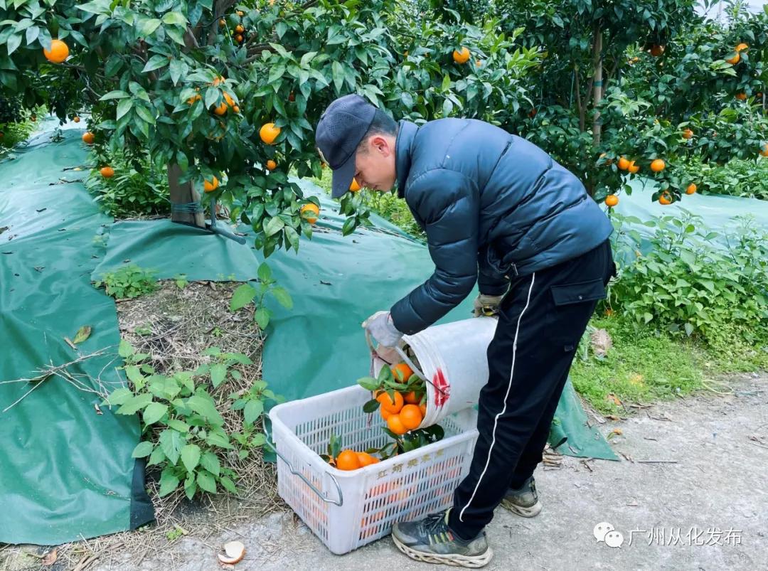 了解季节，品尝美味，粑粑柑上市时间详解