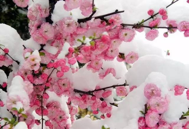 演员梅雪，小巷深处的独特饕餮之旅体验