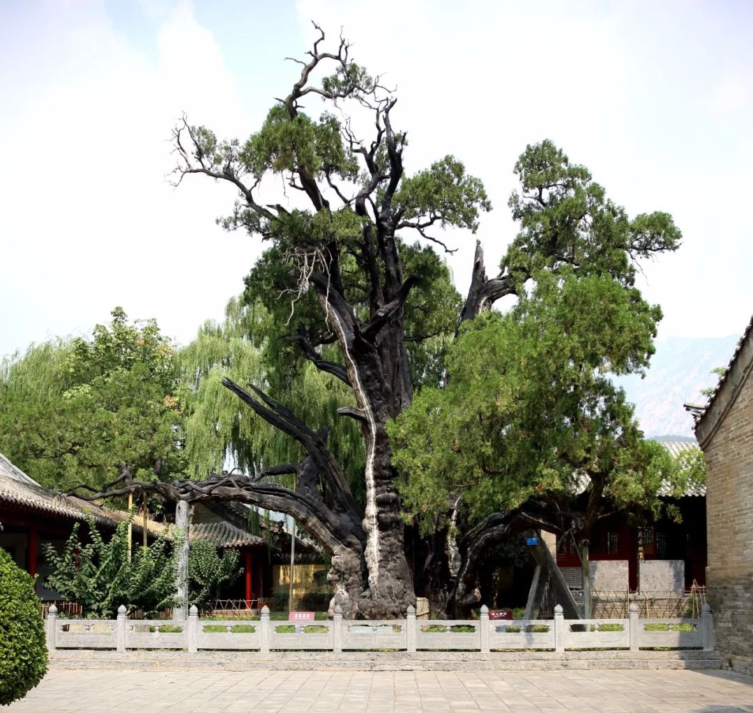 嵩阳汉柏图，最新进展与奇遇揭秘
