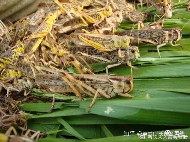 🔥蝗虫最新动态揭秘🔥