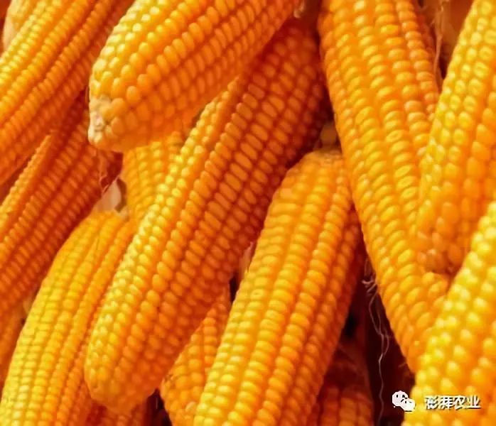 双鸭山玉米价格最新动态及趋势分析📊🌽