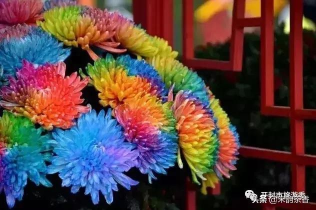 色花堂最新网站，自然美景探索之旅，内心平和与喜悦的追寻
